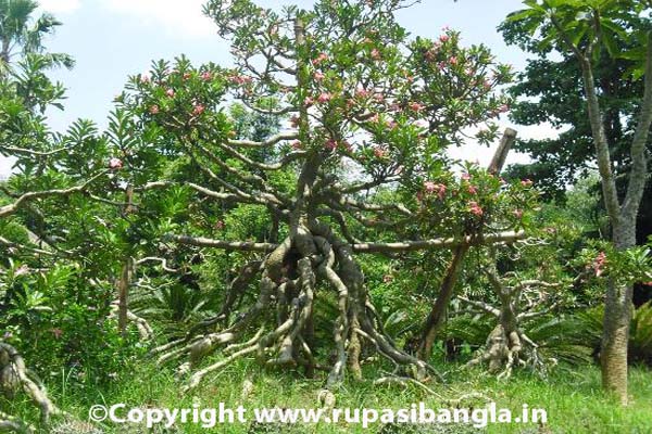 sabujban-resort-exotic-plants
